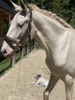 Čistokrvná kobyla PSL Lusitano Cremello - 9