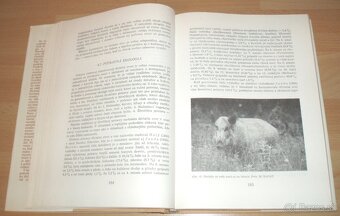 Diviačia zver - 9
