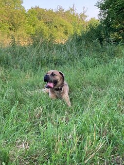 Cane corso - 9