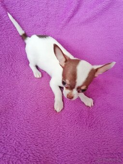 Čivava krátkosrstá - 9