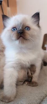Ragdoll mačiatka, mačka - 9