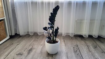 Zamioculcas Raven (čierny) - 9