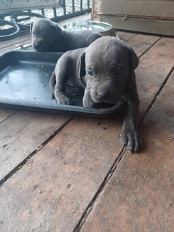 Predám šteniatka Cane Corso + Bandog - 9