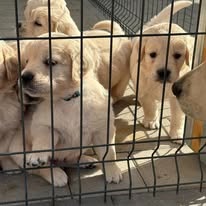 šteniatka Zlatého retrievera s PP - 9