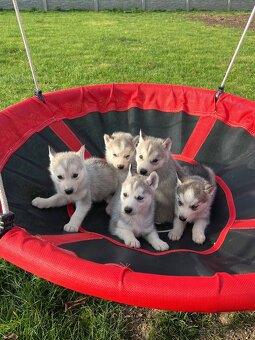 Steniatka sibirsky husky - 9