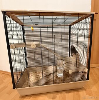 Hľadáme domov pre troch potkaníkov - 9