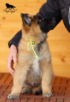 Belgický ovčiak Tervueren - šteniatka s PP na odber - 9