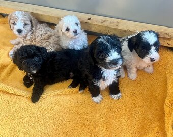Maltipoo - 9
