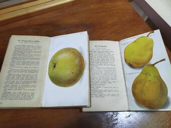 Lidová pomologie 1935 I. díl JABLKÁ 100 nejdůležitejších odr - 9