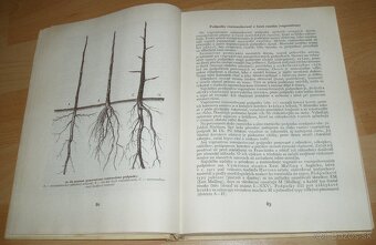 Štepenie, očkovanie a preštepovanie drevín - 9