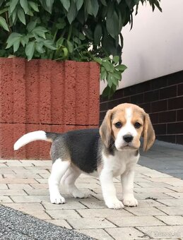 Bigl Bígel Beagle s PP FCI - 9