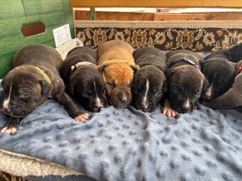 Americký stafordsirsky terier, Stafford, amstaf - 9