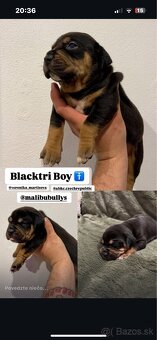 AMERICAN BULLY XL s PP - 9