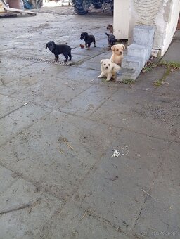 Predám 8-týždnové šteniatka 1 za 20€ - 9