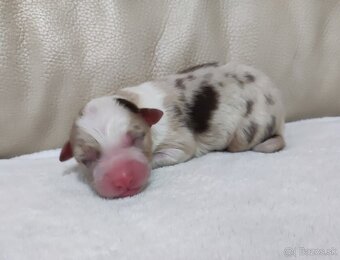 Austrálsky ovčiak - 9