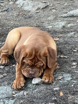 Dogue de Bordeaux s PP holčička Bordeauxská doga - 9