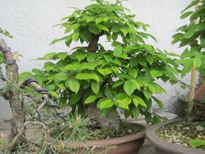 bonsai,bonsaj-hrab 7 - 9