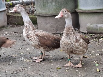 Pižmové kačice - 9