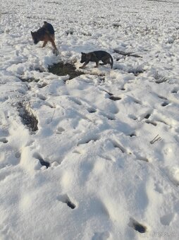 Nemecký ovčiak - 9