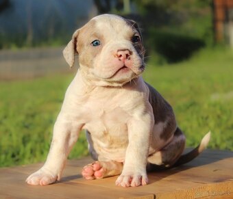 American Bully XL - 9