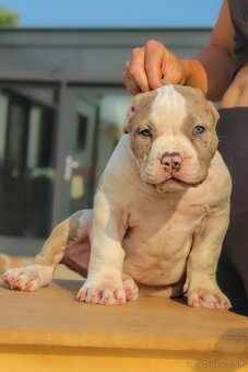 American Bully XL - 9