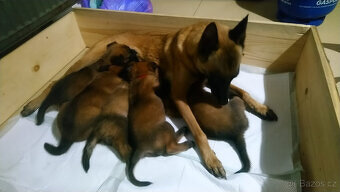 Belgický ovčák malinois bez PP - 9