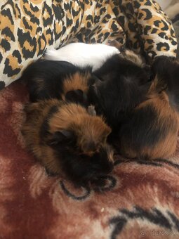 Darujem 8 Morčat - 9