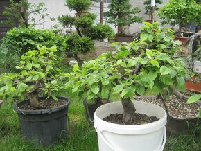 bonsai,bonsaj-hrab 14 - 9