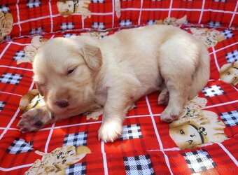Zlatý retriever šteniatka - 9
