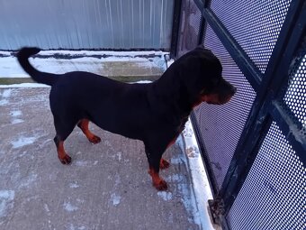 Šteňatá Rottweiler - 9