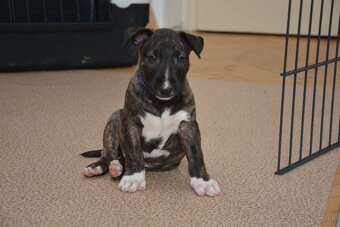 Standard bullterrier, bulterier ihneď k odberu - 9