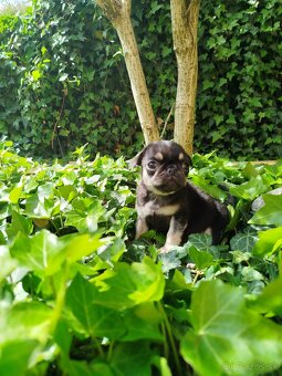 Mops - 9