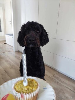Labradoodle F1B - 9