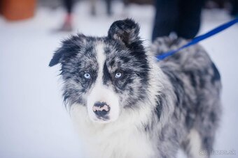 Steniatka Border Collie ( kolia ) k odberu - 9