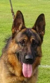 Nemecky ovčiak. - 9