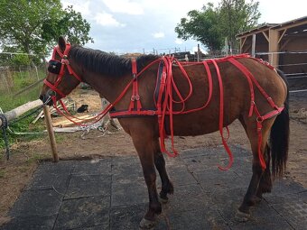 Poprsný nylonový postroj pre koňa modrý SHETLAND - 9