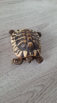 🐢 Predám 2 suchozemské korytnačky (cca 8 rokov) + vybavenie - 9