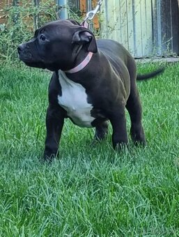 J&K bullys "ponúkame na predaj American bully XL - 9