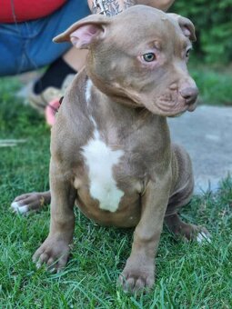 J&K bullys "ponúkame na predaj American bully XL - 9