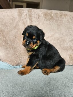 ROTVAJLER - šteniatka s PP - 9