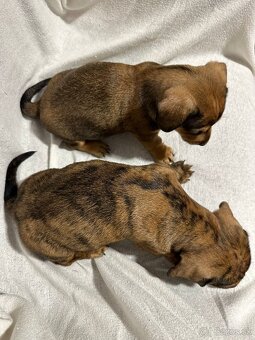 Jazvečík, jazvec - 9