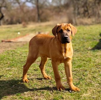 Tosa Inu s PP (FCI) - 9