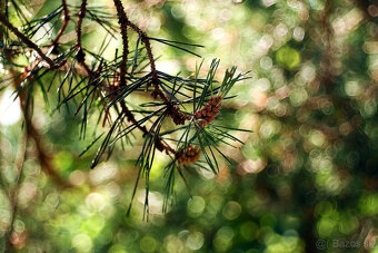 Bokeh Porst Color Reflex 50mm / F1,8 / M42 Japan - 9