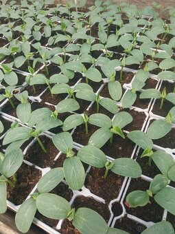 Planty ,priesady,paprika,rajčina,uhorky,cukety - 9