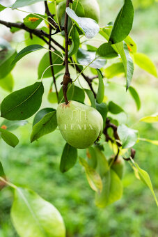 3-generačný rodinný dom s obrovským potenciálom - Košice-Krá - 9