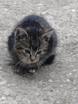 Darujem mačiatka - 9