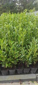 VAVRINOVEC,TUJA SMARAGD - 9