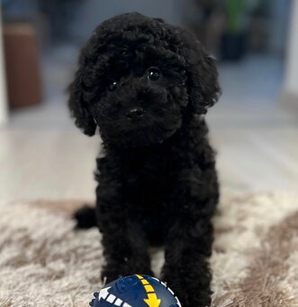 Toy pudlíčky , Pudel - 9