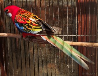 Rozela pestrá - pár - 9