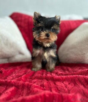 Yorkshire terrier, jorkšírsky teriér s PP FCI - 9